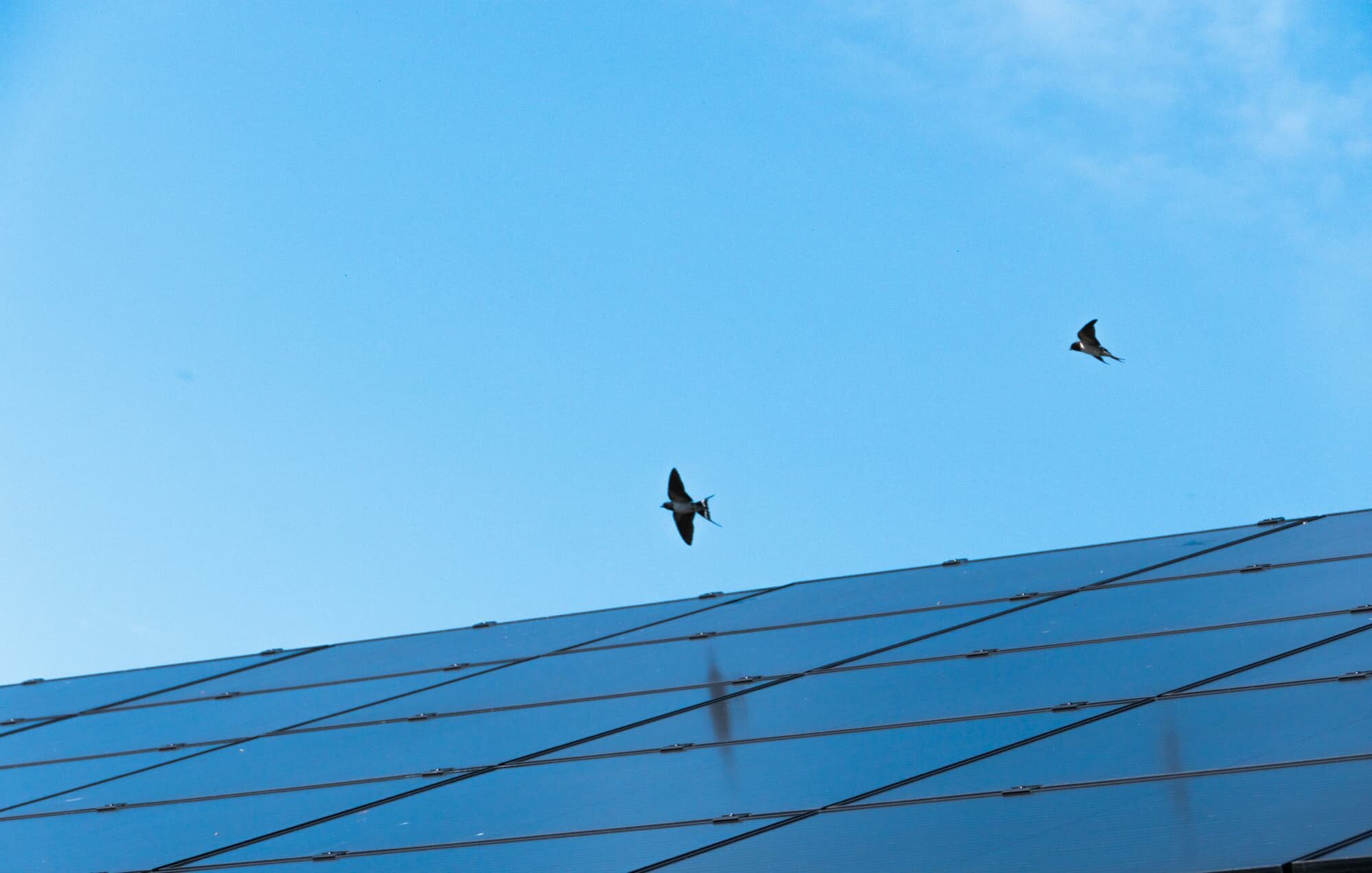 zwaluwen_zonepanelen.jpg